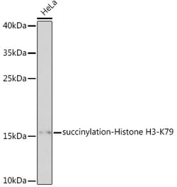 Invitrogen Succinyl-Histone H3 (Lys79) Polyclonal Antibody 100 &mu;L; Unconjugated:Antibodies,