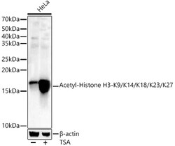 Invitrogen Histone H3ac (pan-acetyl) Polyclonal Antibody 100 &mu;L; Unconjugated:Antibodies,