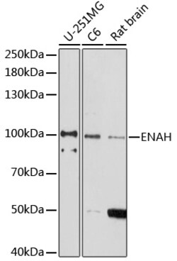 Invitrogen ENAH Polyclonal Antibody 100 &mu;L; Unconjugated:Antibodies,