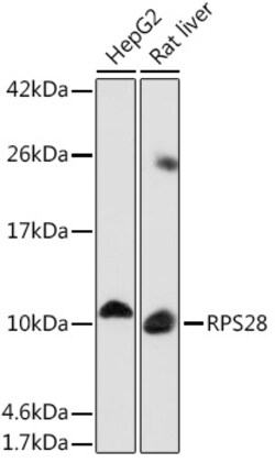 Invitrogen RPS28 Polyclonal Antibody 100 &mu;L; Unconjugated:Antibodies,