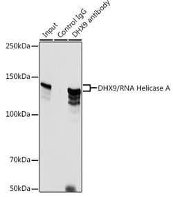 Invitrogen DHX9 Polyclonal Antibody 100 &mu;L; Unconjugated:Antibodies,