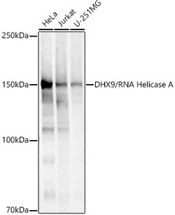 Invitrogen DHX9 Polyclonal Antibody 100 &mu;L; Unconjugated:Antibodies,