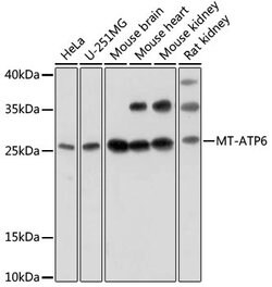 MT-ATP6 Polyclonal Antibody, Invitrogen 100 &mu;L; Unconjugated:Antibodies,