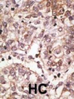 Invitrogen SIGLEC7 Polyclonal Antibody 400 &mu;L; Unconjugated:Antibodies,