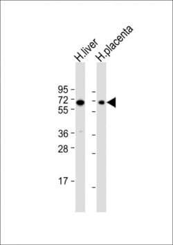 Invitrogen SIGLEC7 Polyclonal Antibody 400 &mu;L; Unconjugated:Antibodies,