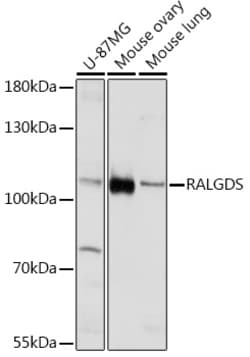 Invitrogen RALGDS Polyclonal Antibody 100 &mu;L; Unconjugated:Antibodies,