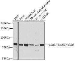 FOXO1/FOXO3/FOXO4 Polyclonal Antibody, Invitrogen&trade;