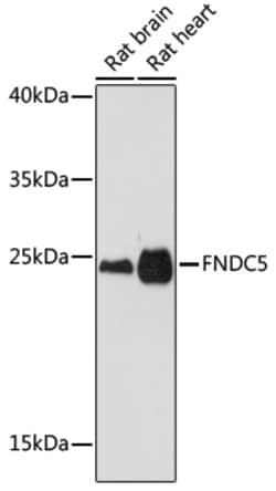 Invitrogen FNDC5 Polyclonal Antibody 100 &mu;L | Buy Online | Invitrogen&trade; | Fisher Scientific