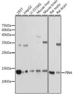 Invitrogen PIN4 Polyclonal Antibody 100 &mu;L; Unconjugated:Antibodies,