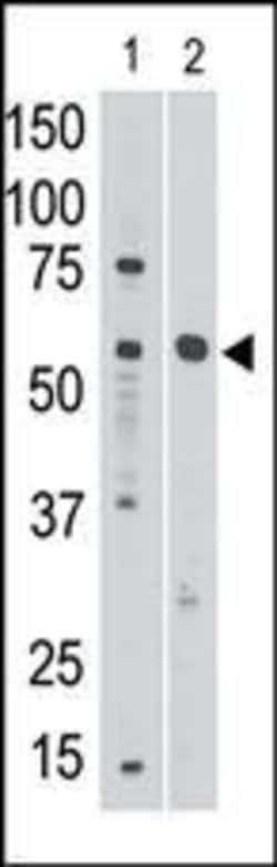 Invitrogen SIGLEC8 Polyclonal Antibody 400 &mu;L; Unconjugated:Antibodies,