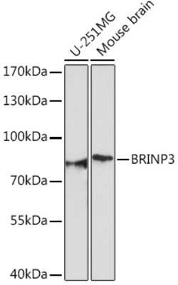 Invitrogen FAM5C Polyclonal Antibody 100 &mu;L; Unconjugated:Antibodies,
