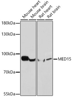 Invitrogen PCQAP Polyclonal Antibody 100 &mu;L; Unconjugated:Antibodies,