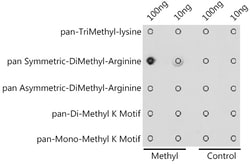 Invitrogen Symmetric Di-Methyl Arginine Polyclonal Antibody 100 &mu;L;