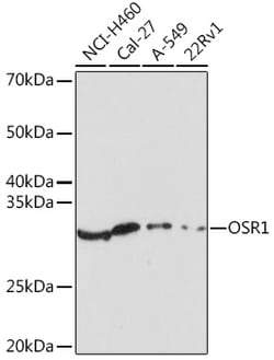 Invitrogen OSR1 Polyclonal Antibody 100 &mu;L; Unconjugated:Antibodies,