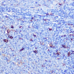 Invitrogen GSDMD Polyclonal Antibody 100 &mu;L; Unconjugated:Antibodies,