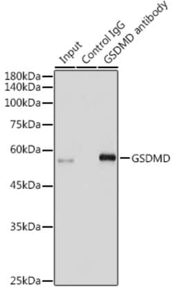 Invitrogen GSDMD Polyclonal Antibody 100 &mu;L; Unconjugated:Antibodies,