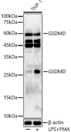Invitrogen GSDMD Polyclonal Antibody 100 &mu;L; Unconjugated:Antibodies,