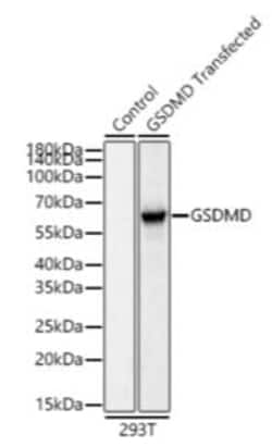 Invitrogen GSDMD Polyclonal Antibody 100 &mu;L; Unconjugated:Antibodies,