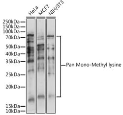 Invitrogen Mono-Methyl Lysine Polyclonal Antibody 100 &mu;L; Unconjugated:Antibodies,