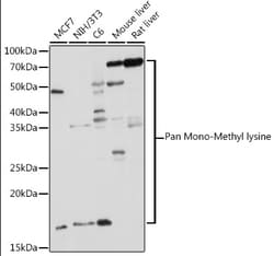 Invitrogen Mono-Methyl Lysine Polyclonal Antibody 100 &mu;L; Unconjugated:Antibodies,