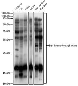 Invitrogen Mono-Methyl Lysine Polyclonal Antibody 100 &mu;L; Unconjugated:Antibodies,