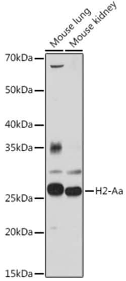 Invitrogen MHC Class II (H2-Aa) Polyclonal Antibody 100 &mu;L; Unconjugated:Antibodies,