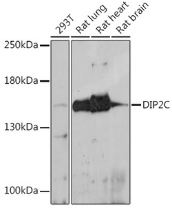 Invitrogen DIP2C Polyclonal Antibody 100 &mu;L; Unconjugated:Antibodies,