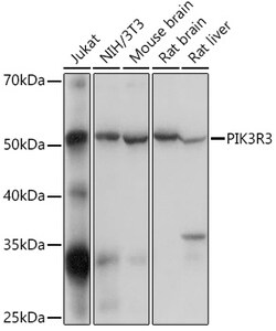 Invitrogen PI3K p85/p55 Polyclonal Antibody 100 &mu;L; Unconjugated:Antibodies,