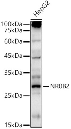 Invitrogen NR0B2 Polyclonal Antibody 100 &mu;L; Unconjugated:Antibodies,