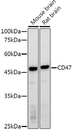 Invitrogen CD47 Polyclonal Antibody 100 &mu;L; Unconjugated:Antibodies,