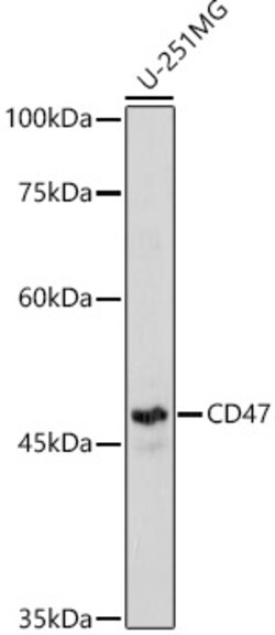 Invitrogen CD47 Polyclonal Antibody 100 &mu;L; Unconjugated:Antibodies,