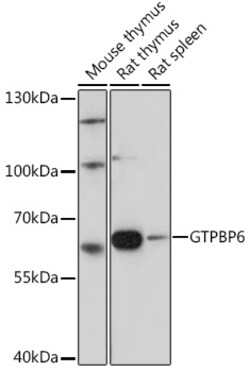 Invitrogen GTPBP6 Polyclonal Antibody 100 μL; Unconjugated:Antibodies,