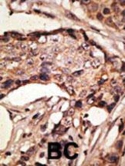 Invitrogen SIGLEC9 Polyclonal Antibody 400 &mu;L; Unconjugated:Antibodies,