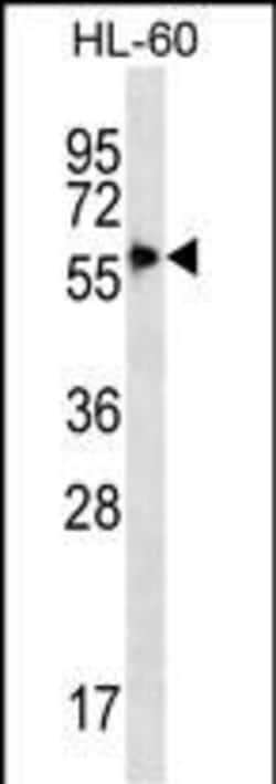 Invitrogen SIGLEC9 Polyclonal Antibody 400 &mu;L; Unconjugated:Antibodies,