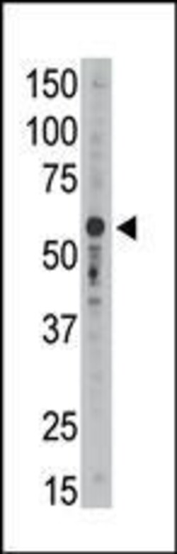 Invitrogen SIGLEC9 Polyclonal Antibody 400 &mu;L; Unconjugated:Antibodies,