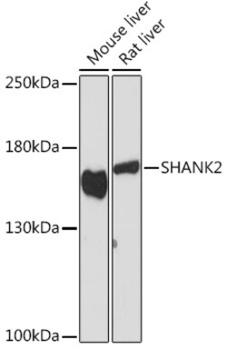 Invitrogen SHANK2 Polyclonal Antibody 100 &mu;L; Unconjugated:Antibodies,