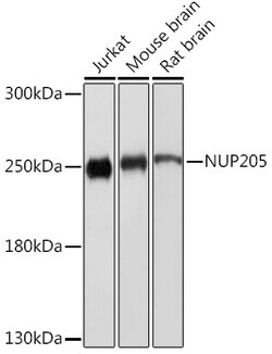 Invitrogen NUP205 Polyclonal Antibody 100 μL; Unconjugated:Antibodies,