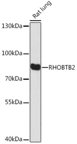 Invitrogen RhoBTB2 Polyclonal Antibody 100 &mu;L; Unconjugated:Antibodies,