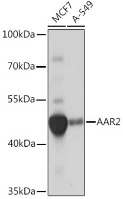Invitrogen AAR2 Polyclonal Antibody 100 &mu;L; Unconjugated:Antibodies,