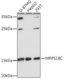 Invitrogen MRPS18C Polyclonal Antibody 100 &mu;L; Unconjugated:Antibodies,
