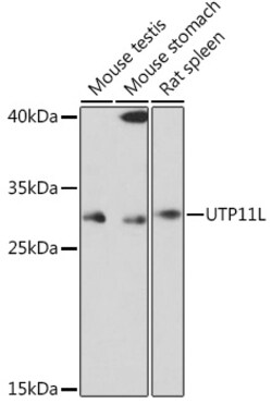 Invitrogen UTP11L Polyclonal Antibody 100 &mu;L; Unconjugated:Antibodies,