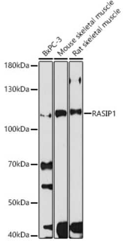 Invitrogen RASIP1 Polyclonal Antibody 100 &mu;L; Unconjugated:Antibodies,