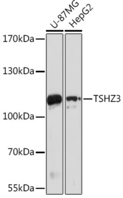 Invitrogen TSHZ3 Polyclonal Antibody 100 &mu;L; Unconjugated:Antibodies,