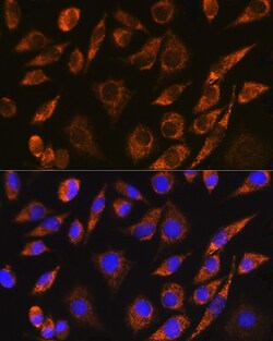 Invitrogen BRUNOL5 Polyclonal Antibody 100 &mu;L; Unconjugated:Antibodies,