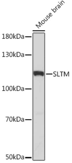 Invitrogen SLTM Polyclonal Antibody 100 &mu;L; Unconjugated:Antibodies,
