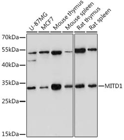 Invitrogen MITD1 Polyclonal Antibody 100 &mu;L; Unconjugated:Antibodies,