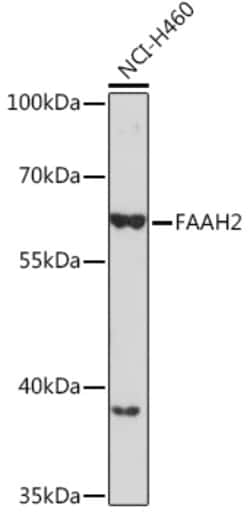 Invitrogen FAAH2 Polyclonal Antibody 100 &mu;L; Unconjugated:Antibodies,