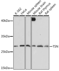 Invitrogen TSN Polyclonal Antibody 100 &mu;L; Unconjugated:Antibodies,
