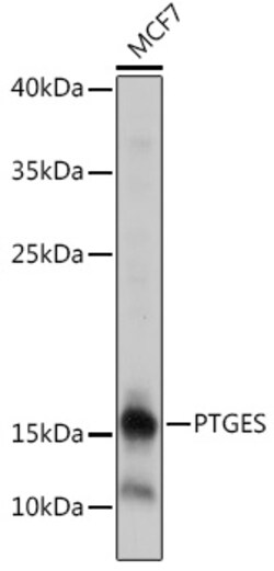 PTGES Polyclonal Antibody:Antibodies, Polyclonal