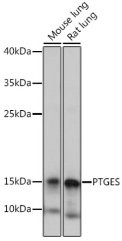 PTGES Polyclonal Antibody:Antibodies, Polyclonal